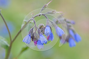 Blue Comfrey, Symphytum officinale `Azureum`, blue inflorescence